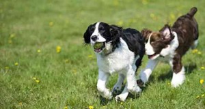 How to Plan a First-class Puppy Playgroup