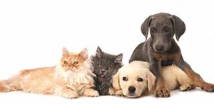 How to Introduce Your Puppy to Your Cat