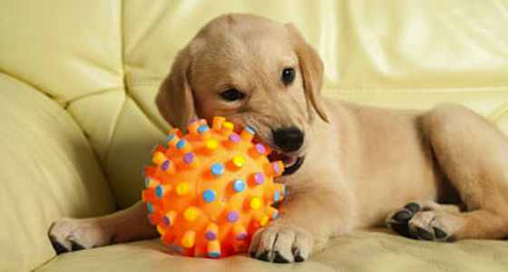 Are Tennis Balls Safe for Your Dog?