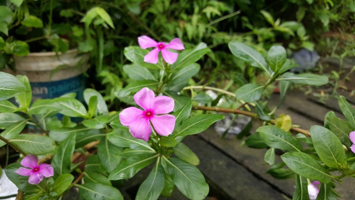 Samsung_Galaxy_S6_Edge-_sample5_ndtv-thumb-800x450-263049
