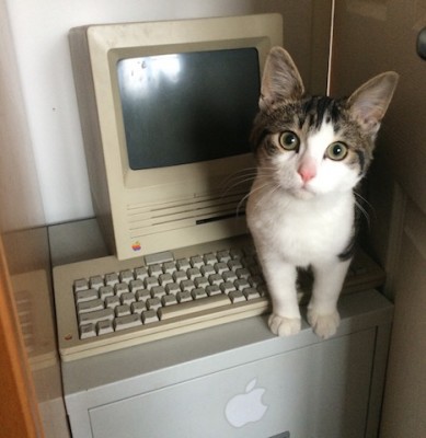 Caturday: Steve’s a classic! (Updated)