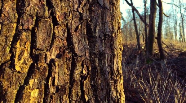 This stunning 4K video was captured with an iPhone 6