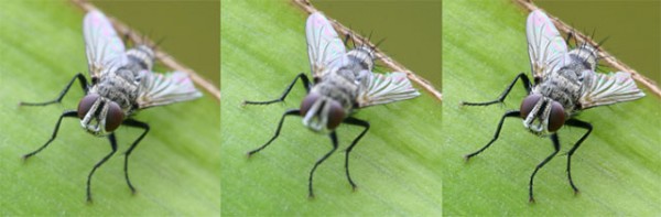 Stay Focused provides focus stacking on your iPhone