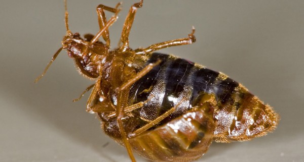 To deal with sexual conflict, female bedbugs get flexible