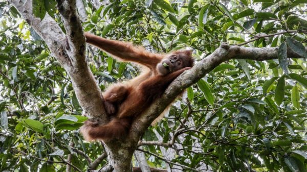 How Google is using AR to bring the world of rainforests to you