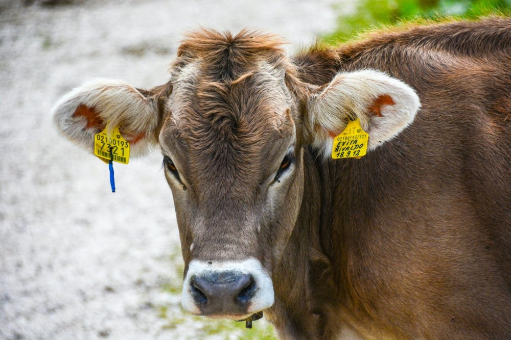 Putting cows on a seaweed diet helps curb their methane burps